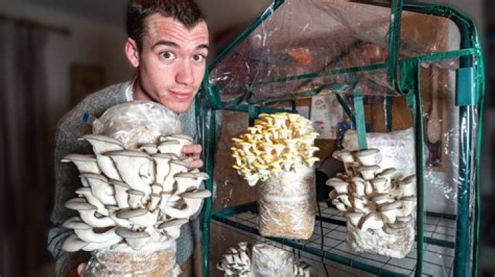 How do you grow mushrooms effectively?